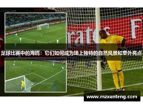 足球比赛中的海鸥：它们如何成为场上独特的自然风景和意外亮点